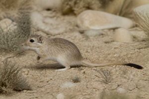 Image of a Lataste's Gerbil in its natural habitat