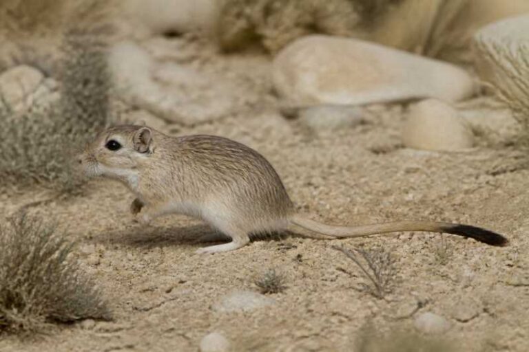 Image of a Lataste's Gerbil in its natural habitat