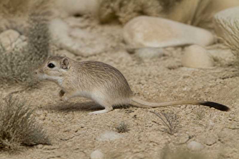 Image of a Lataste's Gerbil in its natural habitat