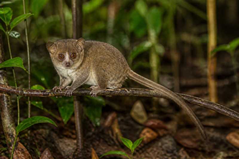 Image of a Lavasoa Dwarf Lemur in its natural habitat