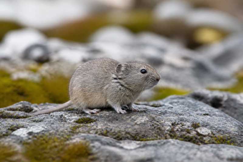 Image of a Lazistan Snow Vole in its natural habitat
