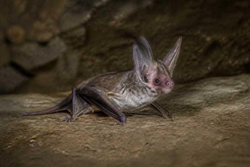 Image of a Least Big-eared Bat in its natural habitat