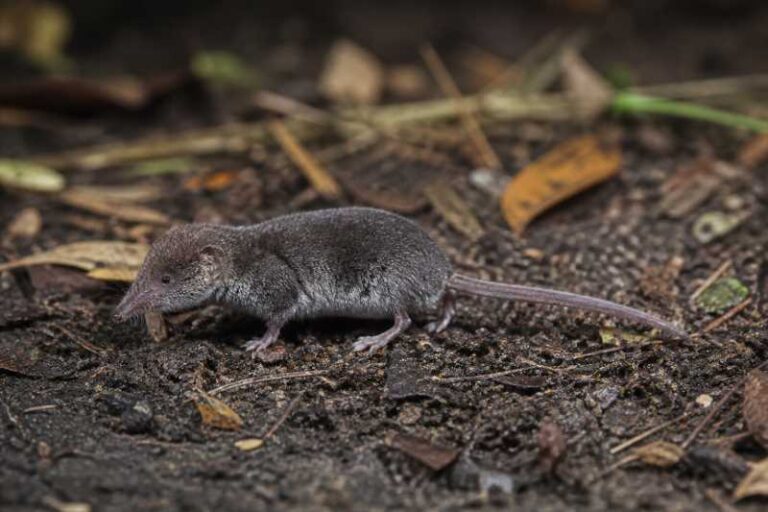 Image of a Least Dwarf Shrew in its natural habitat