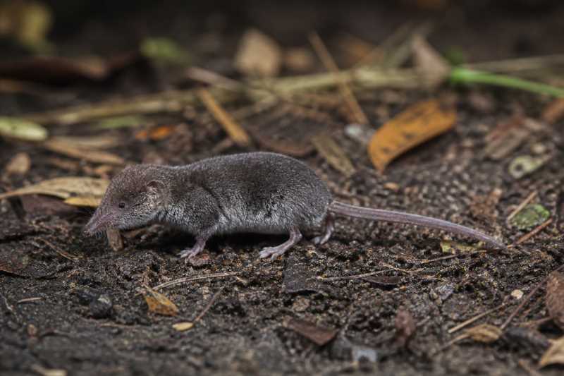 Image of a Least Dwarf Shrew in its natural habitat