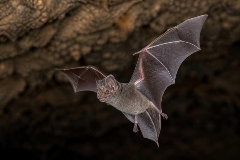 Image of a Least Roundleaf Bat in its natural habitat