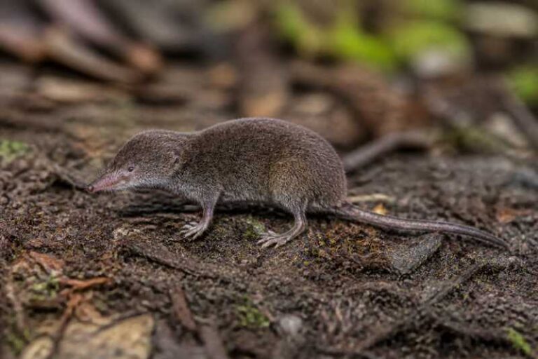 Image of a Least Shrew Tenrec in its natural habitat