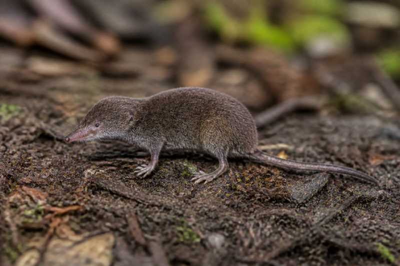 Image of a Least Shrew Tenrec in its natural habitat