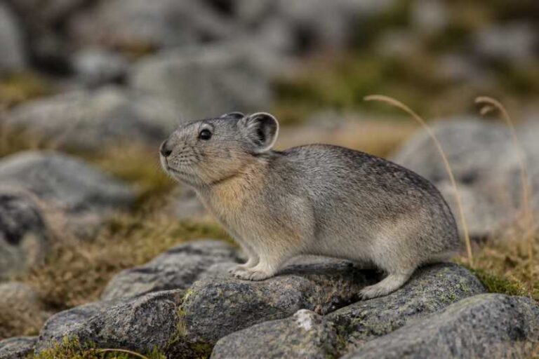 Image of a Legbo Valley Pika in its natural habitat