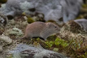 Image of a Lemming Mountain Vole in its natural habitat