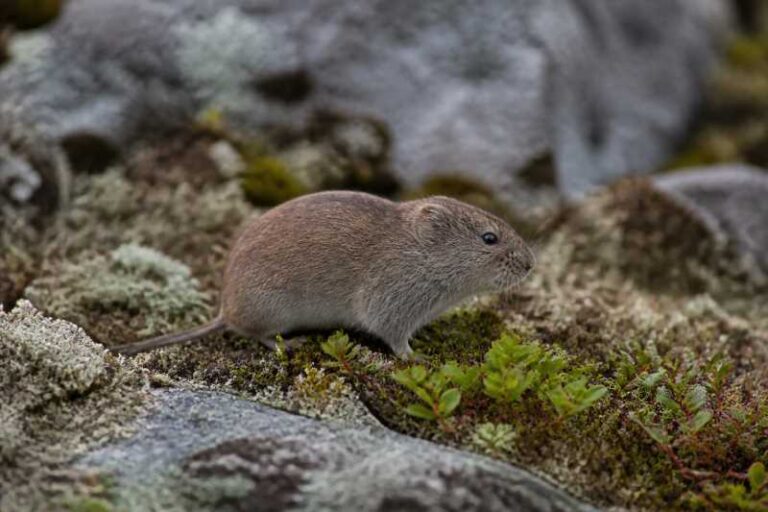 Image of a Lemming Mountain Vole in its natural habitat
