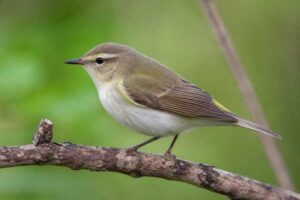 Image of a Lemon-rumped Warbler in its natural habitat