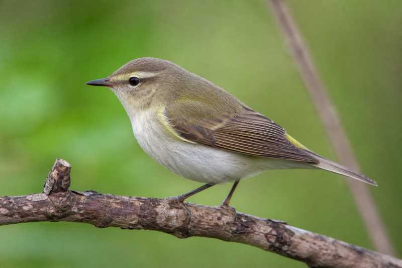 Image of a Lemon-rumped Warbler in its natural habitat