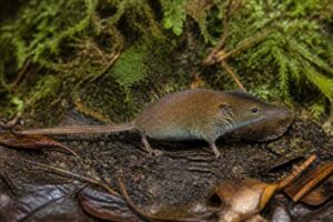 Image of a Leonardo Shrew Mouse in its natural habitat