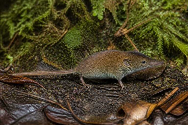 Image of a Leonardo Shrew Mouse in its natural habitat