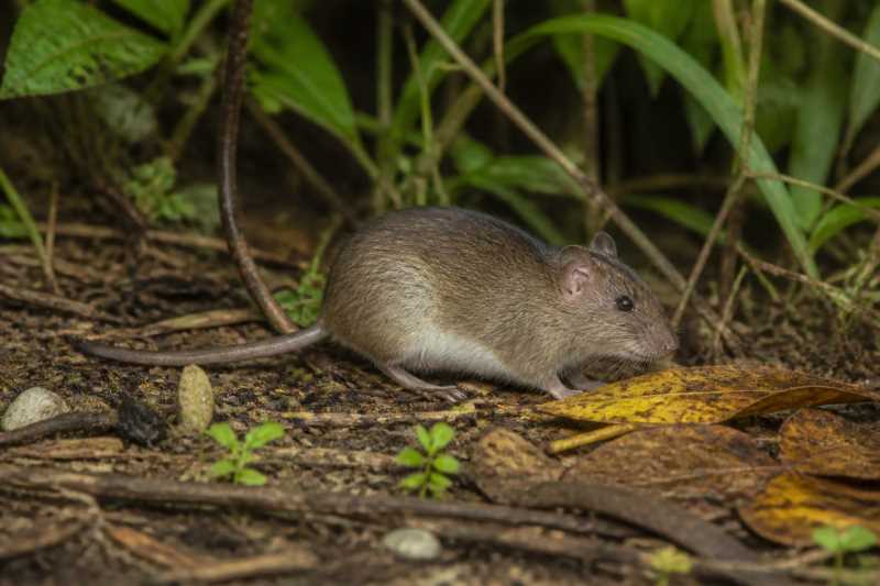 Image of a Lesser Antillean Rice Rat in its natural habitat