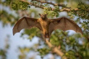 Image of a Lesser Epauletted Fruit Bat in its natural habitat
