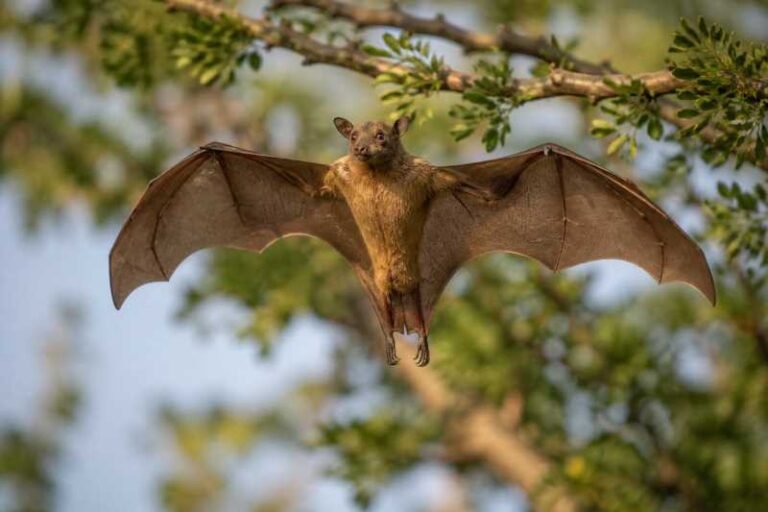 Image of a Lesser Epauletted Fruit Bat in its natural habitat