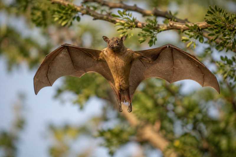 Image of a Lesser Epauletted Fruit Bat in its natural habitat