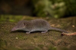 Image of a Lesser Gray-brown White-toothed Shrew in its natural habitat