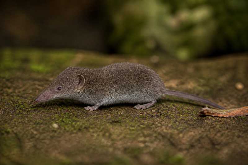 Image of a Lesser Gray-brown White-toothed Shrew in its natural habitat