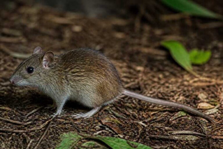 Image of a Lesser Peruvian Climbing Rat in its natural habitat