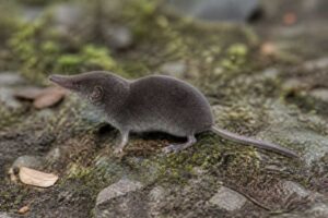 Image of a Lesser Ryukyu White-toothed Shrew in its natural habitat