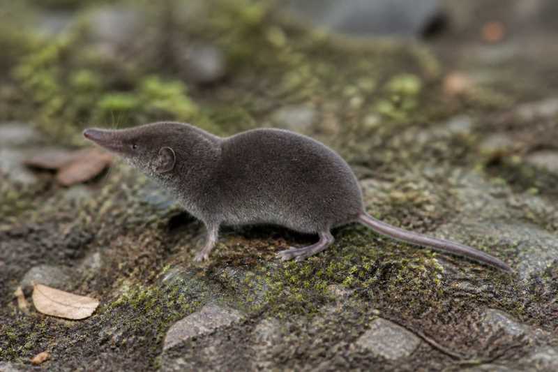 Image of a Lesser Ryukyu White-toothed Shrew in its natural habitat