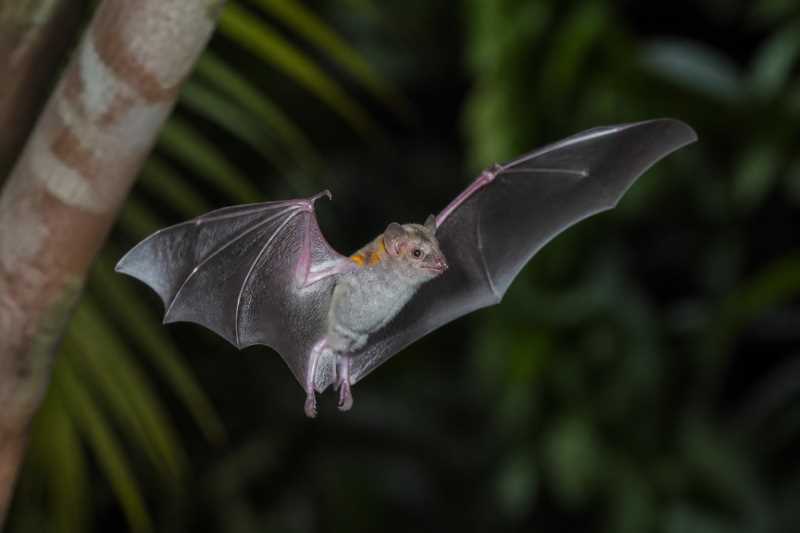 Image of a Lesser Yellow-shouldered Bat in its natural habitat