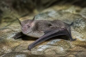Image of a Libo Tube-nosed Bat in its natural habitat