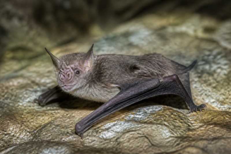 Image of a Libo Tube-nosed Bat in its natural habitat