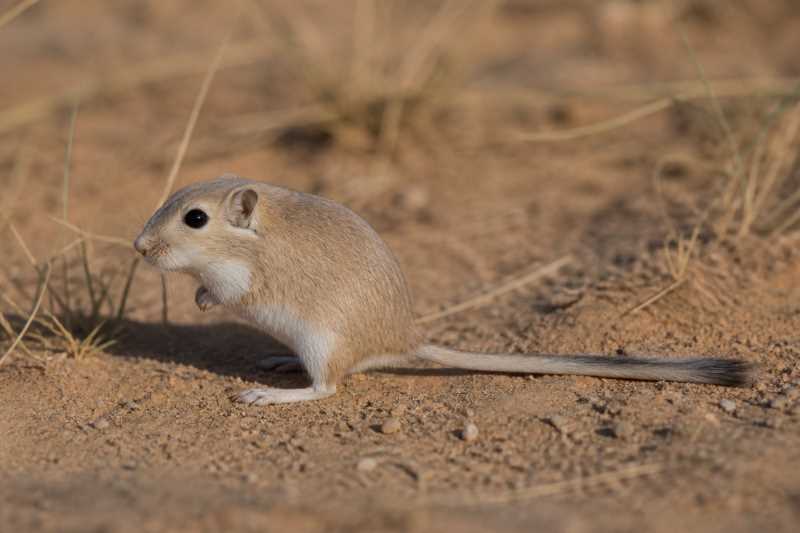 Image of a Libyan Jird in its natural habitat