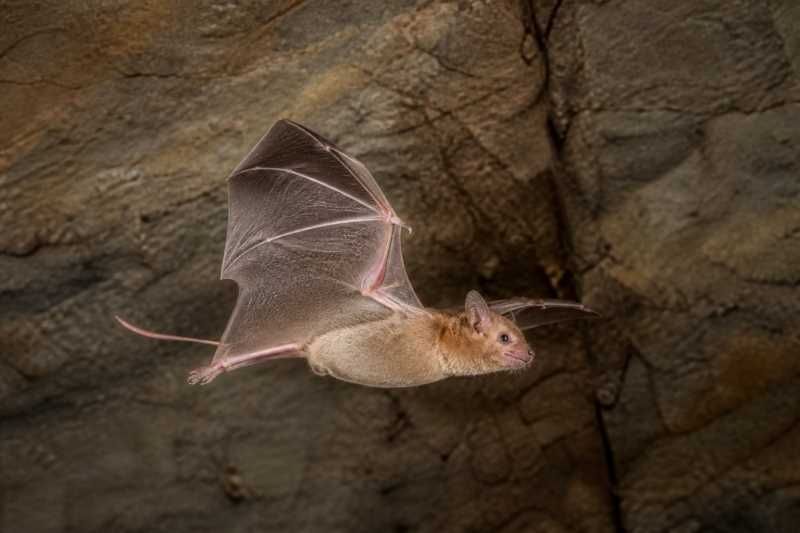 Image of a Light-winged Lesser House Bat in its natural habitat