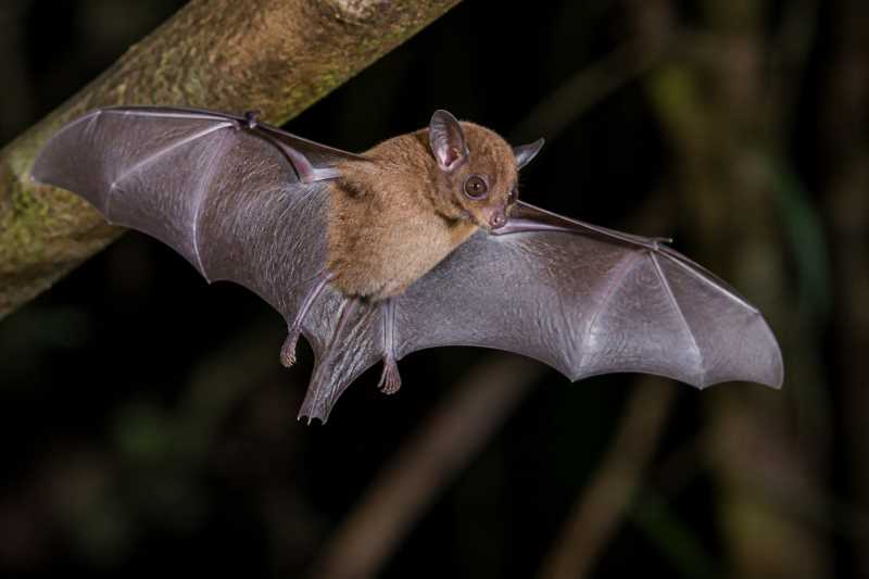 Image of a Little Big-eyed Bat in its natural habitat