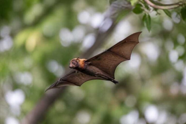Image of a Little Collared Fruit Bat in its natural habitat