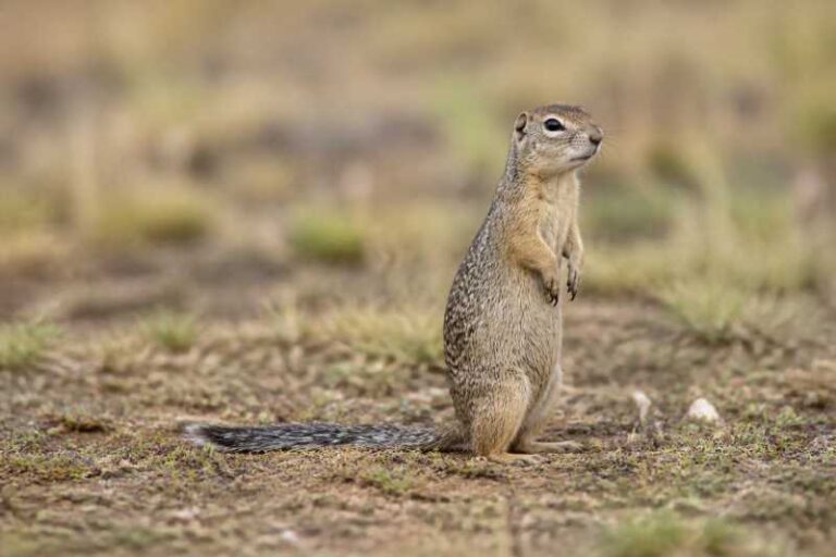 Image of a Little Ground Squirrel in its natural habitat