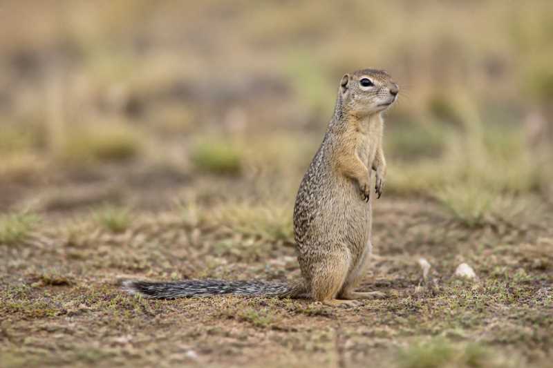 Image of a Little Ground Squirrel in its natural habitat