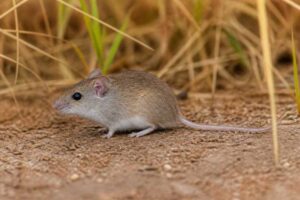 Image of a Little Indian Field Mouse in its natural habitat