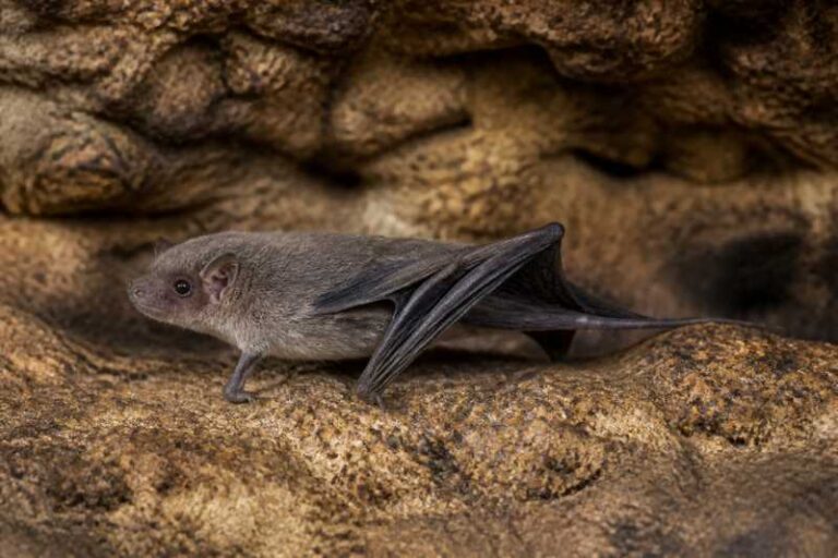 Image of a Little Long-fingered Bat in its natural habitat