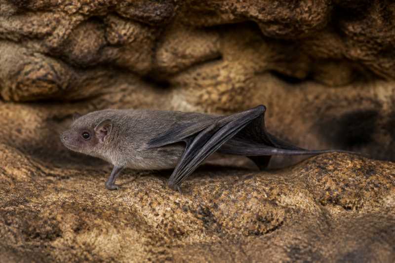 Image of a Little Long-fingered Bat in its natural habitat
