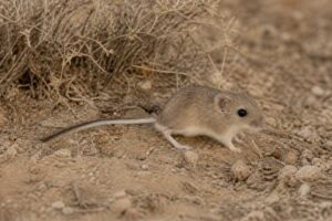 Image of a Little Pocket Mouse in its natural habitat
