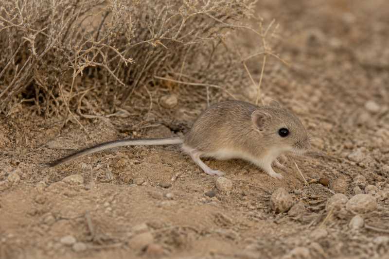Image of a Little Pocket Mouse in its natural habitat