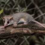 Image of a Little Woolly Mouse Opossum in its natural habitat