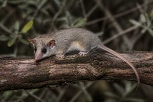 Image of a Little Woolly Mouse Opossum in its natural habitat