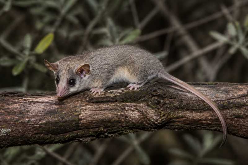 Image of a Little Woolly Mouse Opossum in its natural habitat