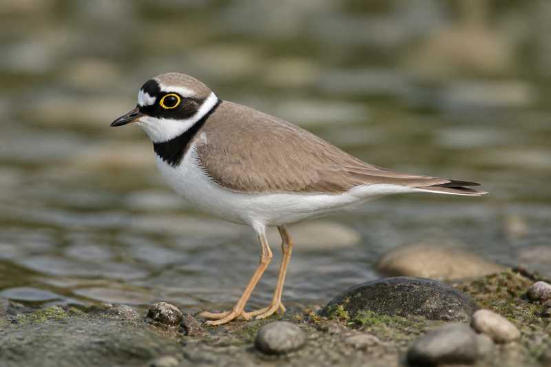 Image of a Little Ringed Plover in its natural habitat