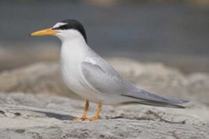 Image of a Little Tern in its natural habitat