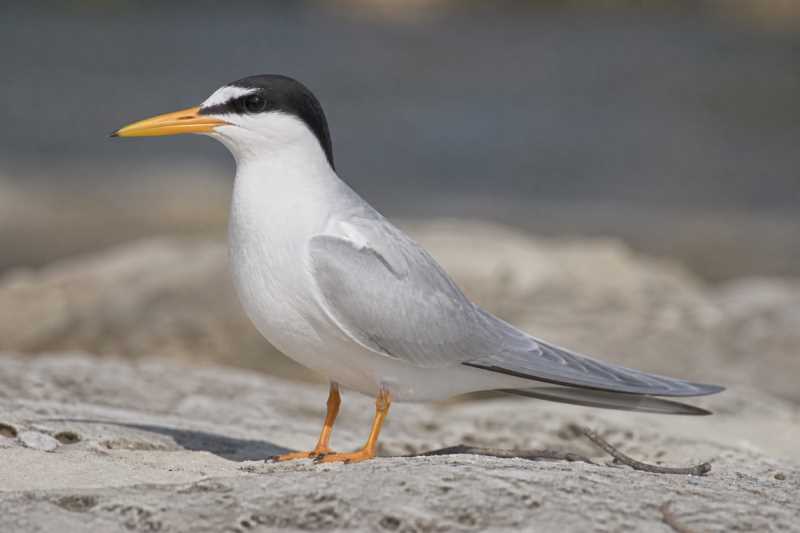 Image of a Little Tern in its natural habitat