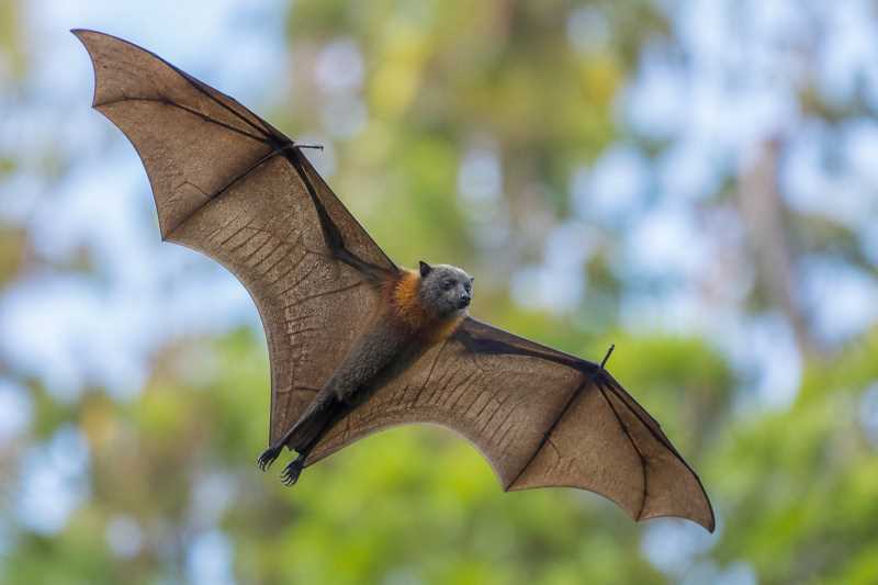 Image of a Livingstone's Flying Fox in its natural habitat