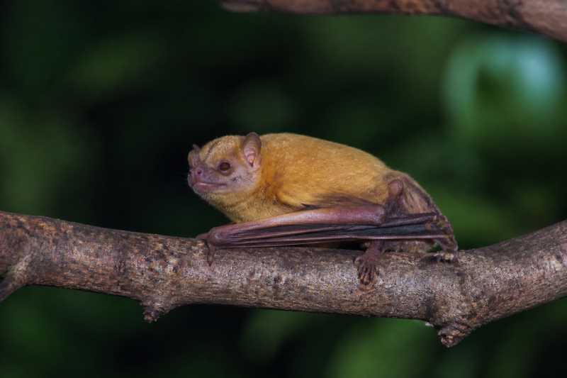 Image of a Livingstone's Yellow Bat in its natural habitat