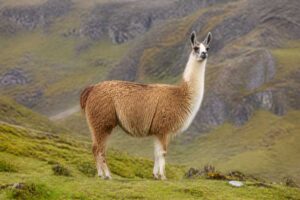 Image of a Llama in its natural habitat